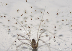 Physocyclus globosus