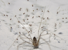 Physocyclus globosus