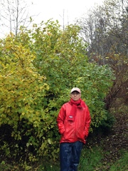 Viburnum × rhytidophylloides