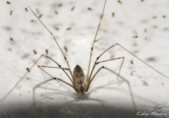 Physocyclus globosus