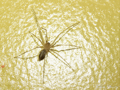 Cithaeron praedonius