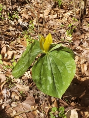 Trillium luteum