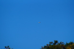 Tachycineta albilinea