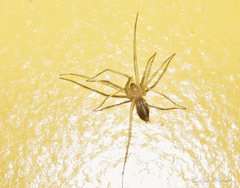 Cithaeron praedonius