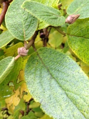 Viburnum × rhytidophylloides