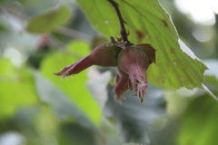 Corylus maxima