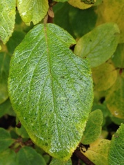 Viburnum × rhytidophylloides