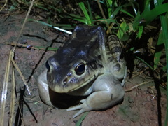 Leptodactylus knudseni