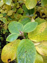 Viburnum × rhytidophylloides