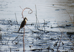 Pitangus sulphuratus