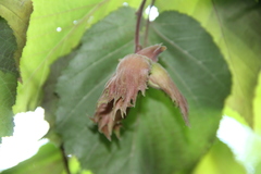 Corylus maxima