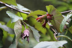 Corylus maxima