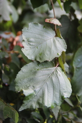 Corylus maxima