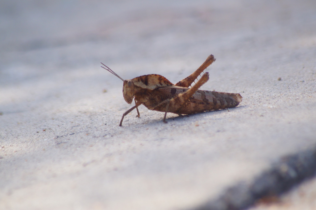 Xyleus discoideus mexicanus