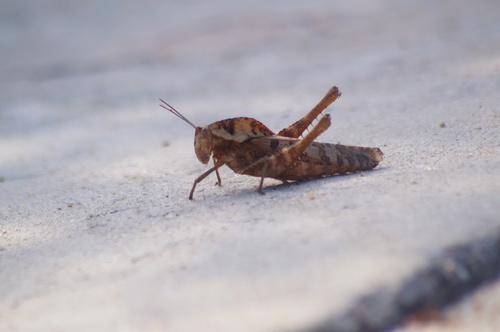 Xyleus discoideus mexicanus