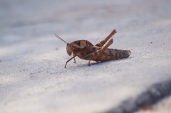 Xyleus discoideus mexicanus