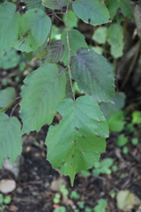 Corylus maxima