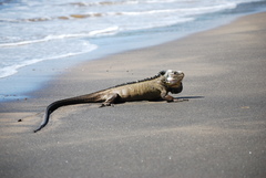 Iguana delicatissima