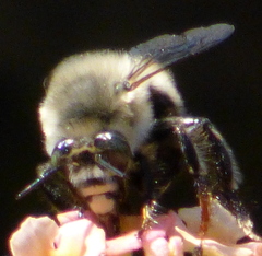 Anthophora ursina