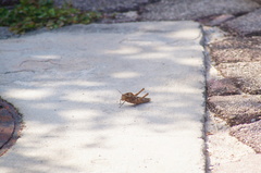 Xyleus discoideus mexicanus