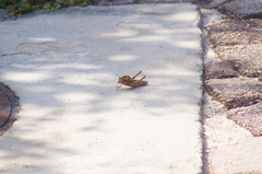 Xyleus discoideus mexicanus