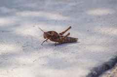 Xyleus discoideus mexicanus