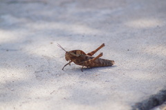 Xyleus discoideus mexicanus