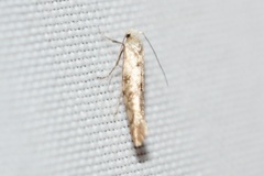 Argyresthia alternatella