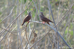 Columbina talpacoti