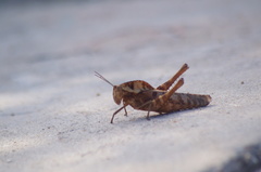 Xyleus discoideus mexicanus