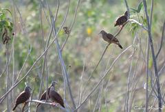 Columbina talpacoti