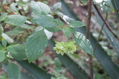 Lippia bracteosa