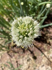 Allium chinense