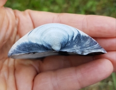 Mactra glauca