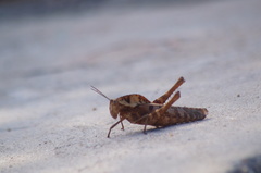 Xyleus discoideus mexicanus