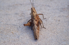 Xyleus discoideus mexicanus