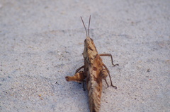 Xyleus discoideus mexicanus