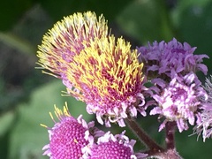 Urolepis hecatantha