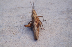 Xyleus discoideus mexicanus