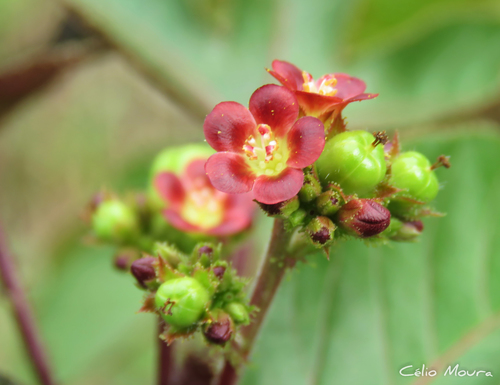 Jatropha gossypiifolia var. gossypiifolia