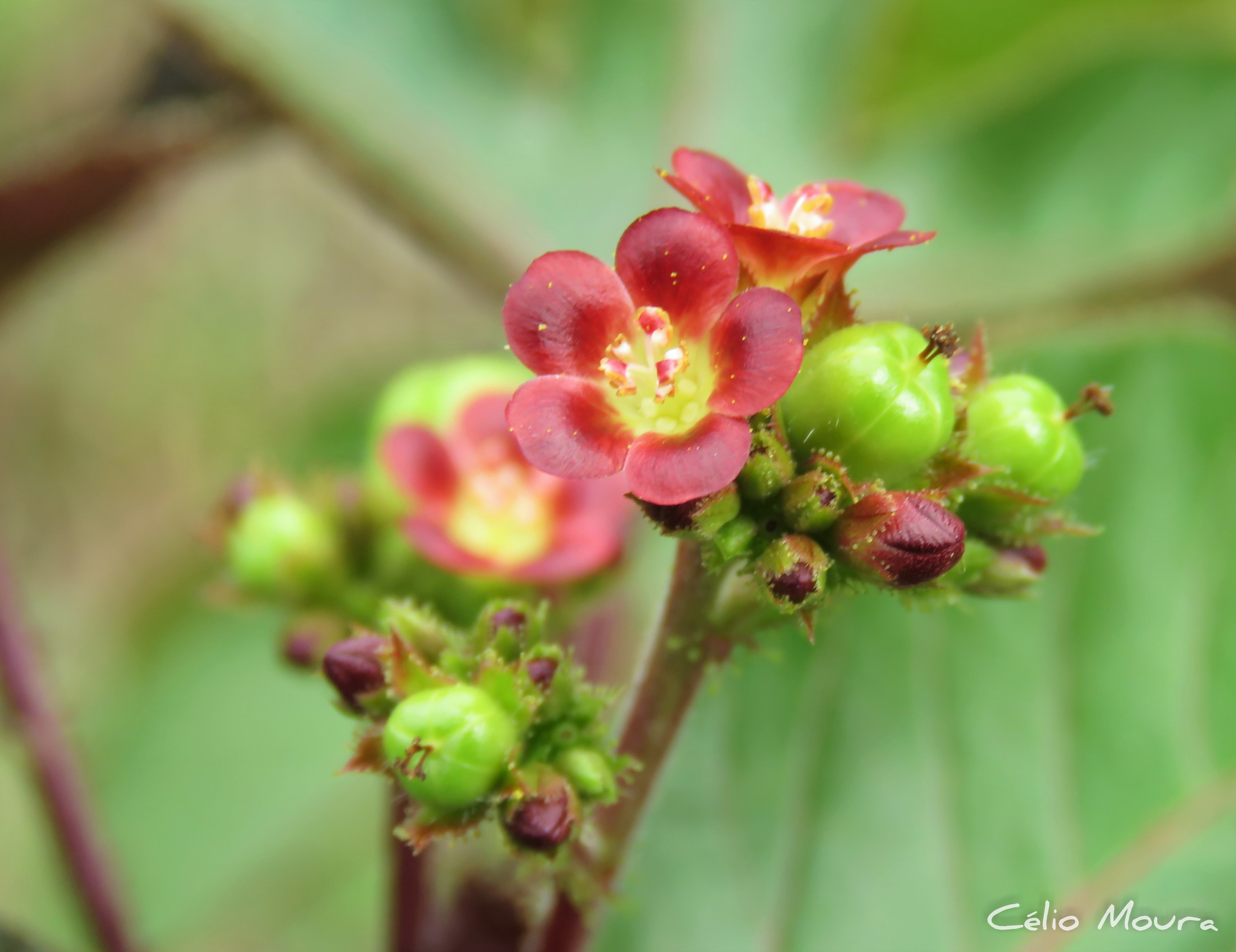 Jatropha gossypiifolia var. gossypiifolia