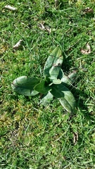 Himantoglossum hircinum