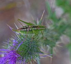 Poecilimon macedonicus