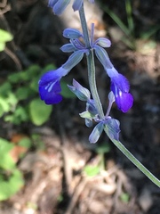 Salvia urolepis