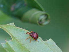 Attelabinae