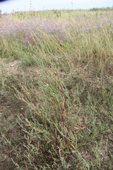 Atriplex littoralis