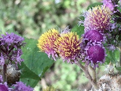 Urolepis hecatantha