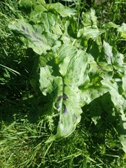 Arum maculatum