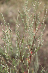 Atriplex littoralis