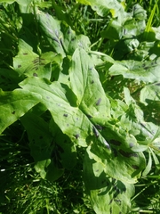Arum maculatum